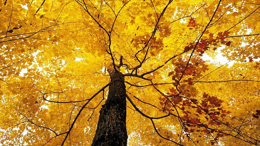 Fall Foliage, yellow tree HD wallpaper