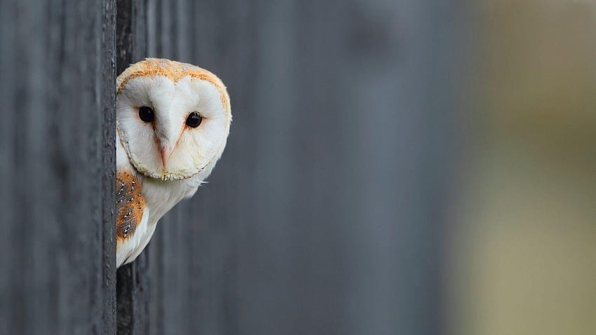 Barn Owl, owls HD wallpaper