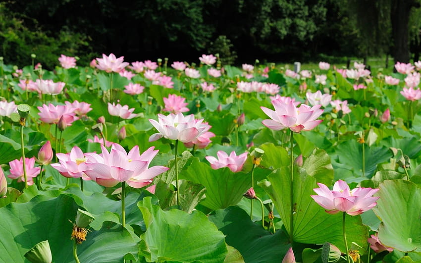 Lotus göleti, güzel çiçekler, yeşil yapraklar 1920x1200 HD duvar kağıdı