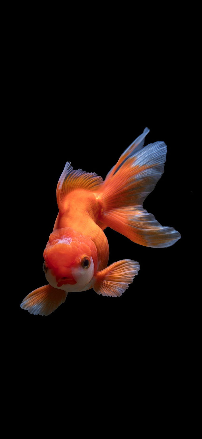 Ikan mas oranye, ikan amoled wallpaper ponsel HD