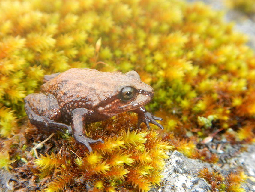 Запознайте се с новата малка перуанска жаба, кръстена на Дейвид Атънбъро, жабешка морфология HD тапет