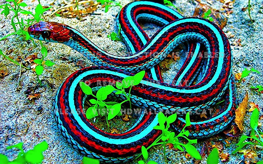 Colorful Snake Animals Striped Reptiles, Colorful Snakes HD Wallpaper ...