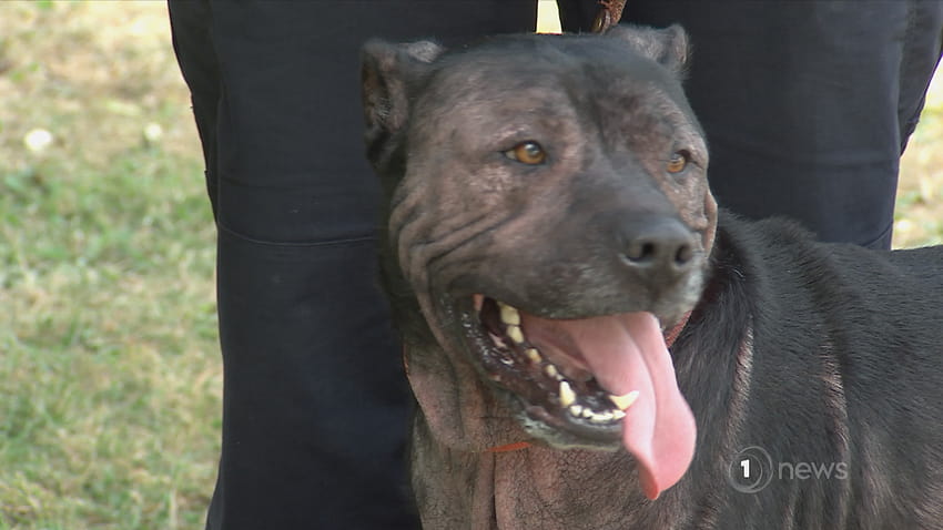 구조대원들은 SPCA가 주인에게 돌려준 '심각하게 방치된' 개에게 충격을 주었다 HD 월페이퍼