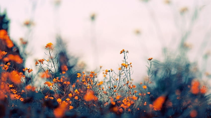 Field of Orange Flowers, orange aesthetic pc HD wallpaper