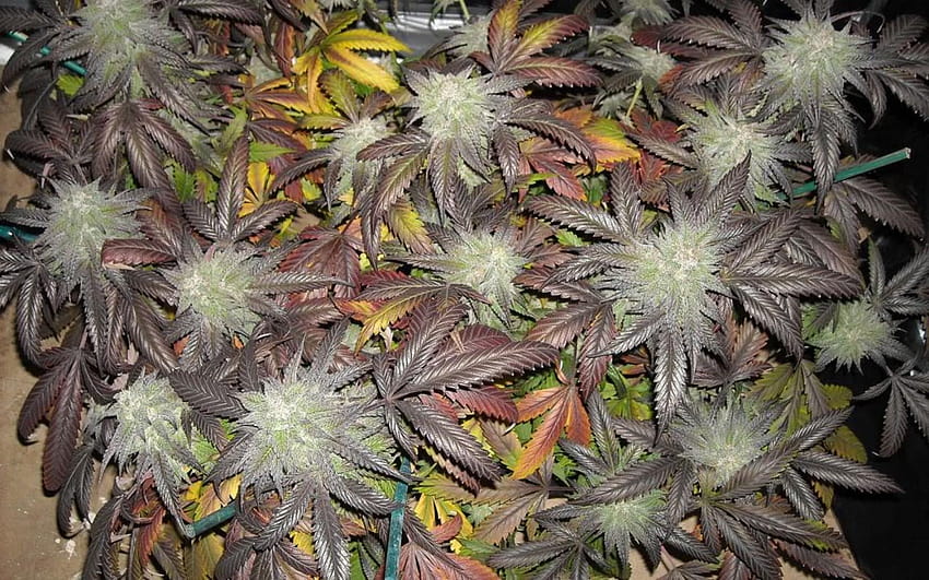 by Bruce Hunter, Marijuana Bud HD wallpaper