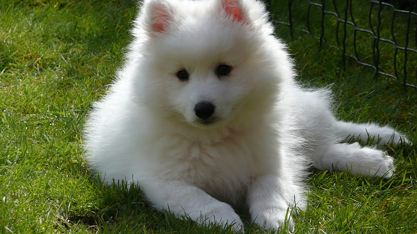 Spitz Samoyed dog Dogs White Animals Staring 1600x1200 [1600x1200] for your , Mobile & Tablet, indian spitz HD wallpaper