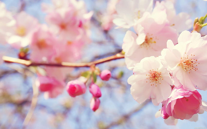 Light Pink Flower, pink blossoms HD wallpaper | Pxfuel