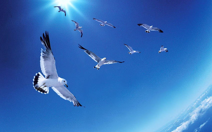 Flying Birds, birds in sky HD wallpaper | Pxfuel