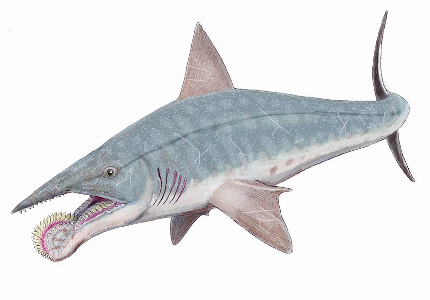 Helicoprion HD wallpaper