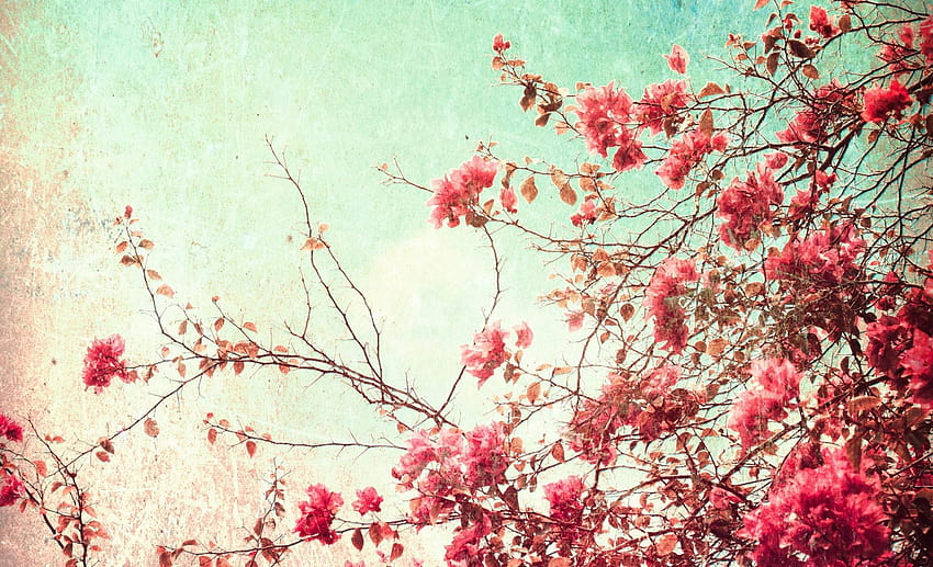Best 4 Rare Backgrounds on Hip, winter flowers HD wallpaper