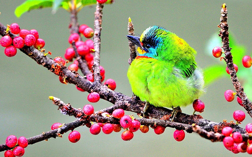 Asian woodpecker green feather bird branch berries, fruit and birds HD wallpaper