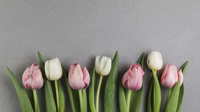 27 Tulip Minimalist spring minimal HD wallpaper  Pxfuel