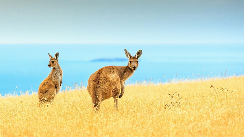 Kangaroo HD wallpaper