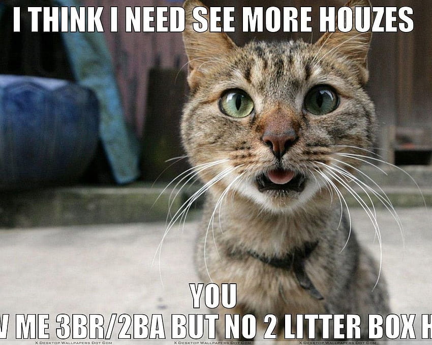 Cat Meme Top Cat Meme Backgrounds Access [1920x1080] for your , Mobile ...