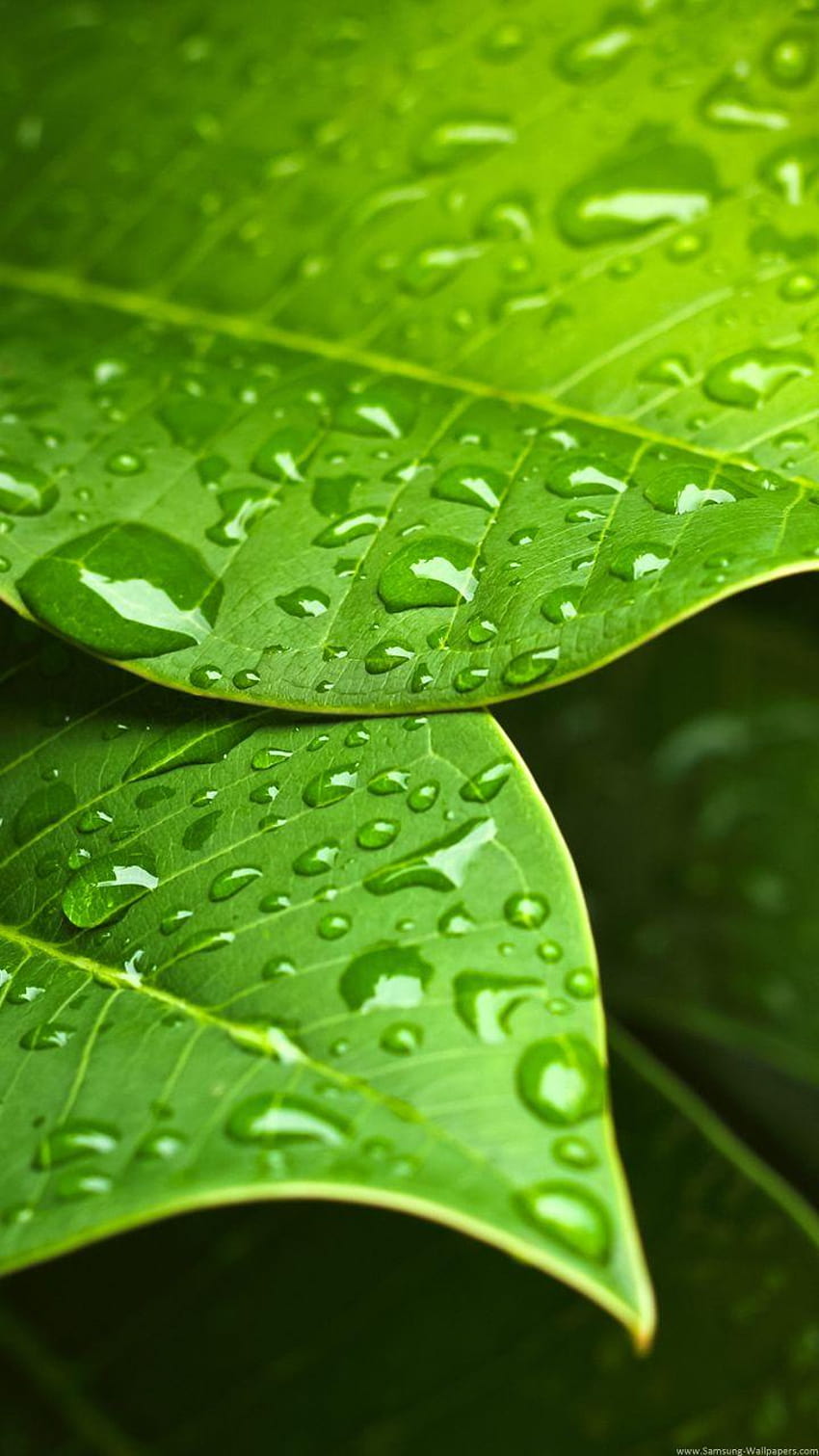 Green Leaf Water Drops 720x1280 Samsung Galaxy S3 Papel de parede de celular HD