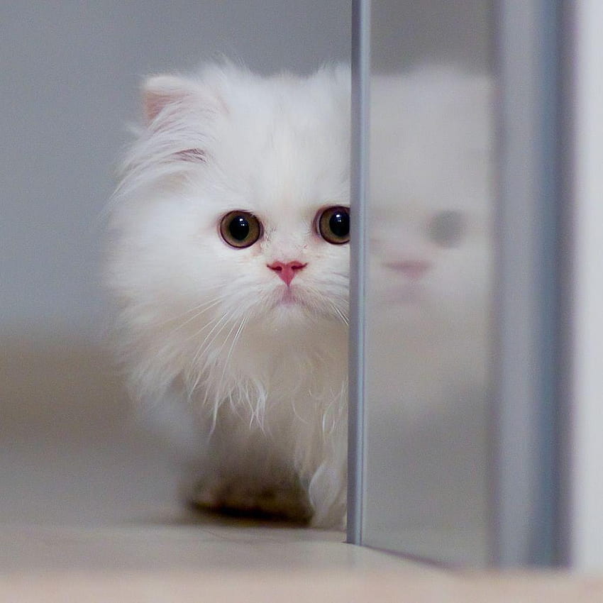 cute fluffy white kitten