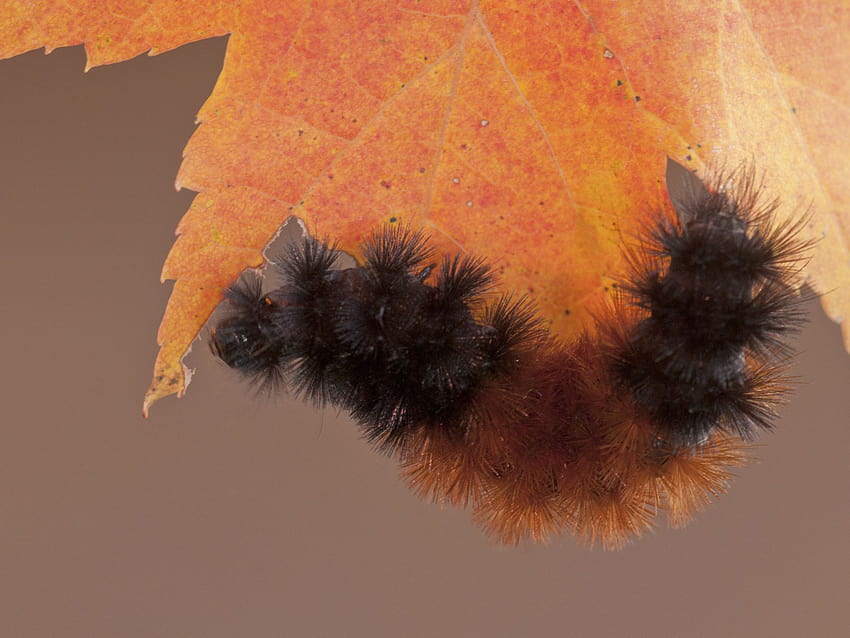 How to Keep a Caterpillar Alive All Winter, isabella tiger moth caterpillars HD wallpaper