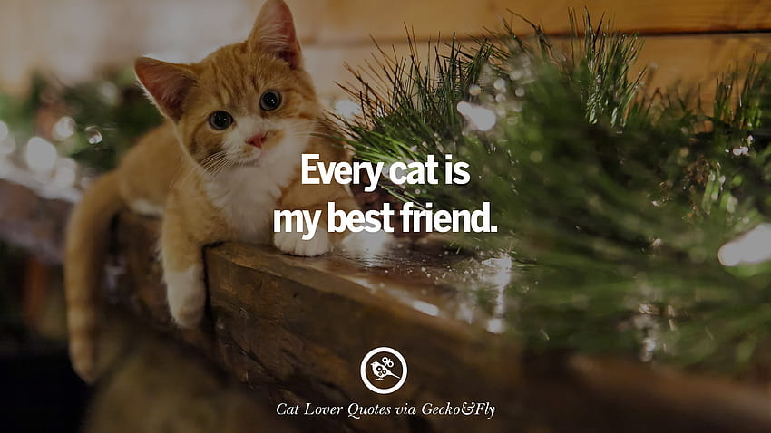 25 Cute Cat With Quotes For Crazy Cat Ladies, Gentlemen And Lovers, cat quotes HD wallpaper