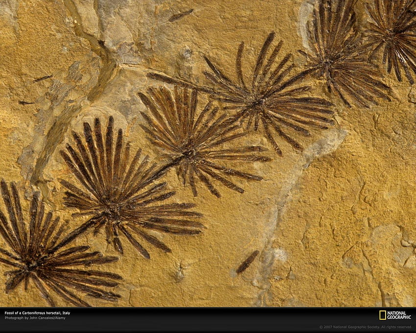 Horsetail Fossil HD wallpaper