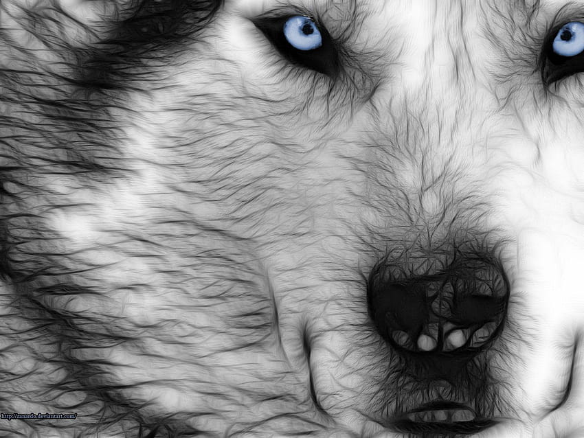 Wolf Eyes by zanardo HD wallpaper | Pxfuel