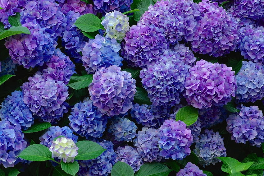 Blaue und violette Hortensien HD-Hintergrundbild