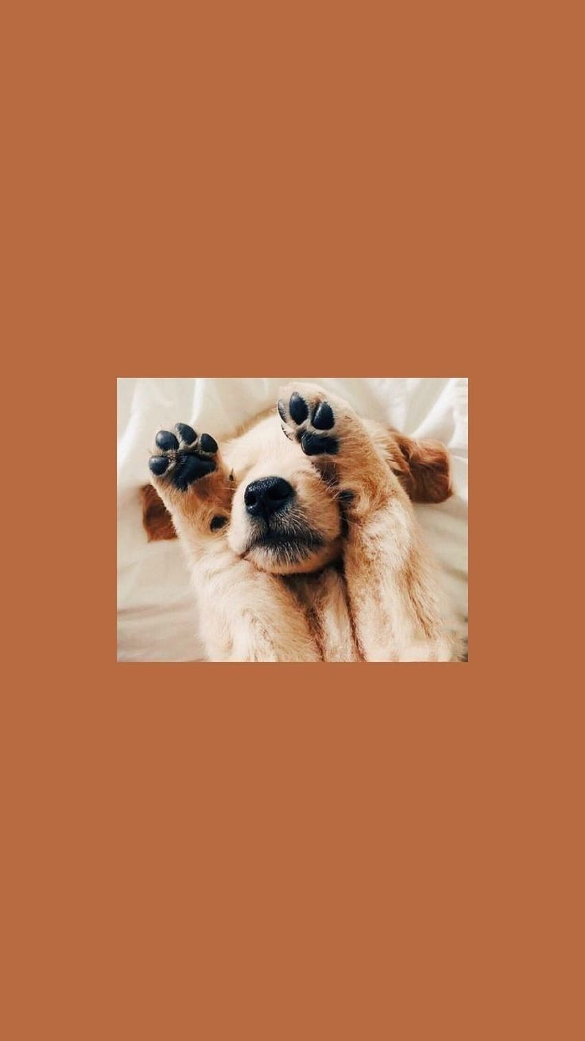 Aesthetic Dogs posted by Michelle Cunningham, aesthetic puppies HD ...