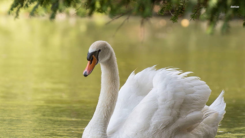 White swan on the lake HD wallpaper