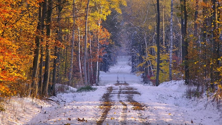 Snowy Path Forest no final do outono, outono nevado papel de parede HD