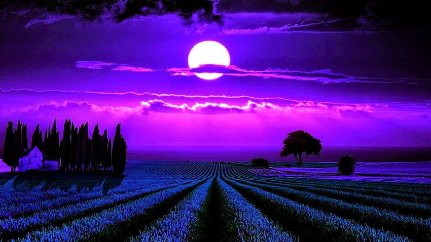 Moonlight Lavender, ladang lavender di malam hari Wallpaper HD