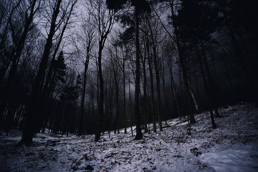 landscapes, winter, trees, dark, night, forest, Canada, quebec winter HD wallpaper