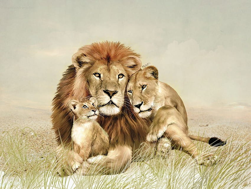 Lion Family, cute family HD wallpaper