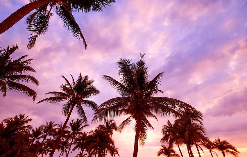 Playa de palmeras rosadas, playa de verano de palmeras fondo de pantalla
