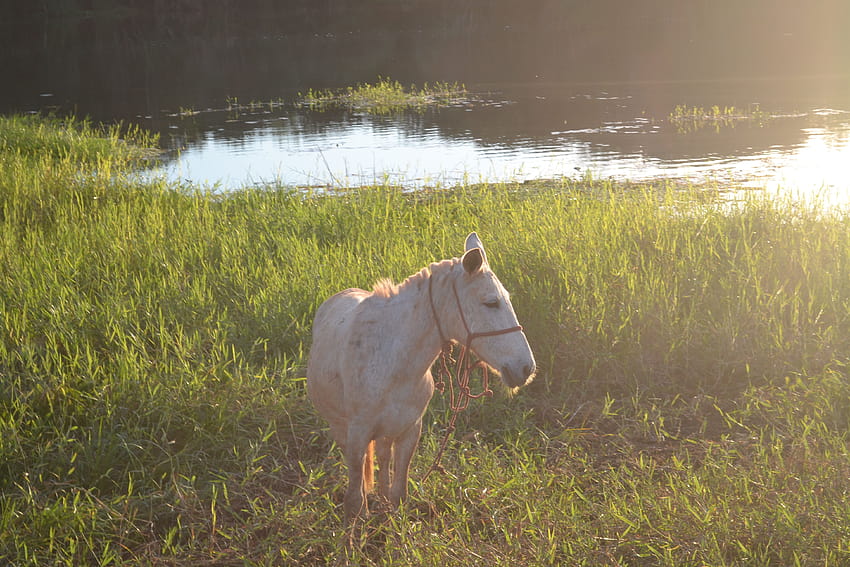 : caballo, blanco, sucio, pantanal 4608x3072 fondo de pantalla