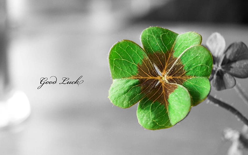 Flowers text typography shamrock luck macro selective coloring four, four leaf clover HD wallpaper