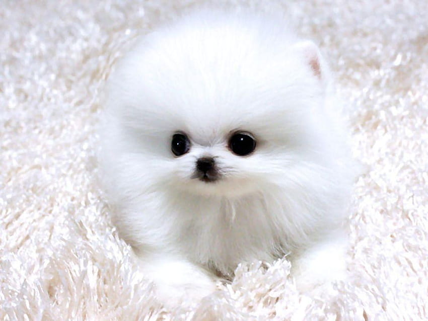 Tagged With Pomeranian: Dogs Puppy Puppies Pomeranian, teacup puppies HD wallpaper