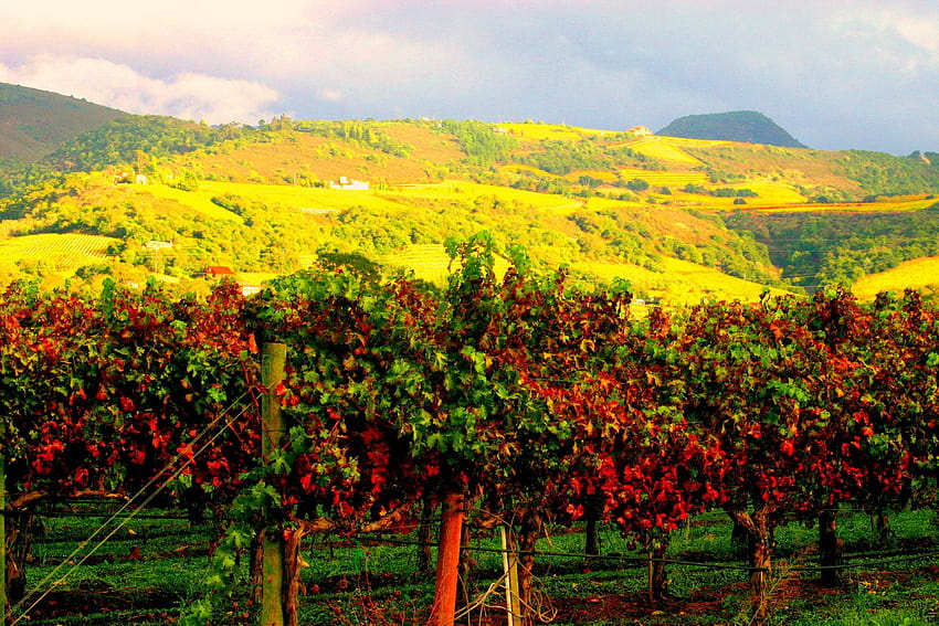 Best Vacations Ever Blog Weinverkostungstipps für Neulinge im Napa Valley [1600 x 1067] für Ihr , Handy und Tablet HD-Hintergrundbild
