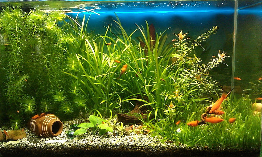 6 Tangki Ikan, akuarium ikan Wallpaper HD
