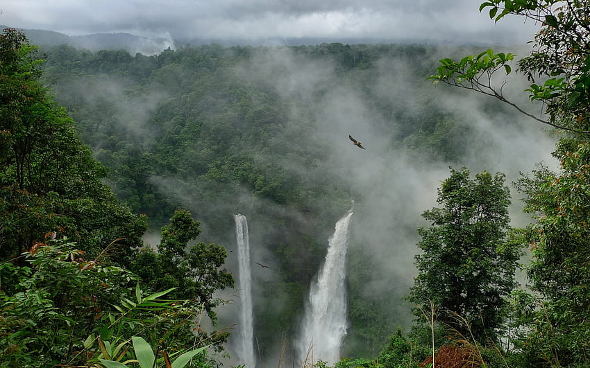 5 Hutan Hujan, hutan hujan berkabut Wallpaper HD