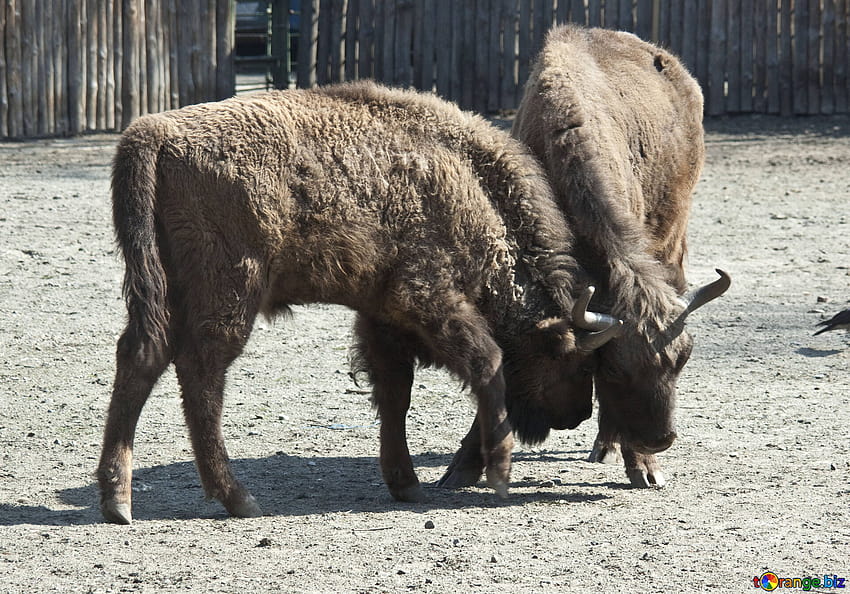Bisons bison fight kyiv № 4642 HD wallpaper
