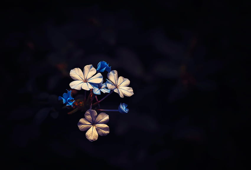 Flower, Dark, Revival, Little Bloom, Black Background, dark winter flowers HD wallpaper