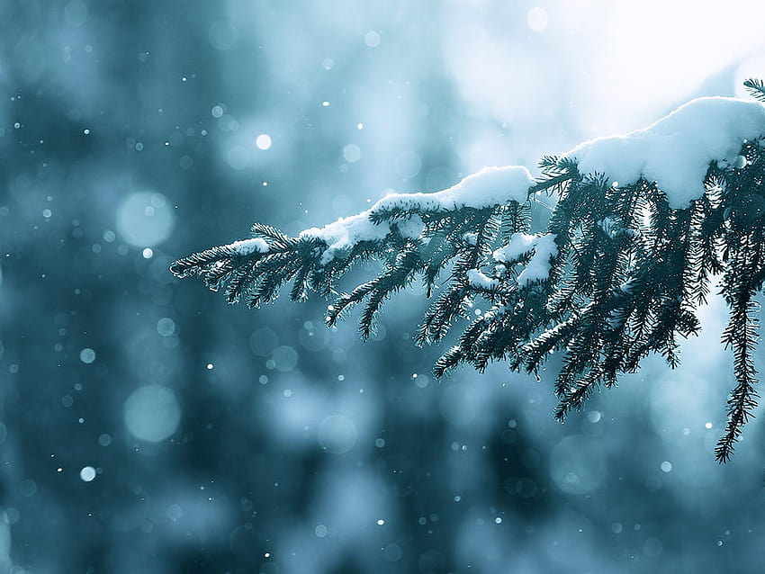winter, snow, trees, lens flare, bokeh, depth of field, branches HD wallpaper