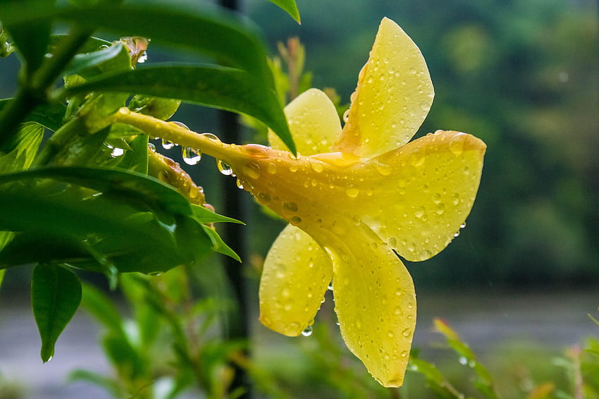 Селективен фокус на цвете с жълти листенца с водна капка, фокус на водна капка HD тапет