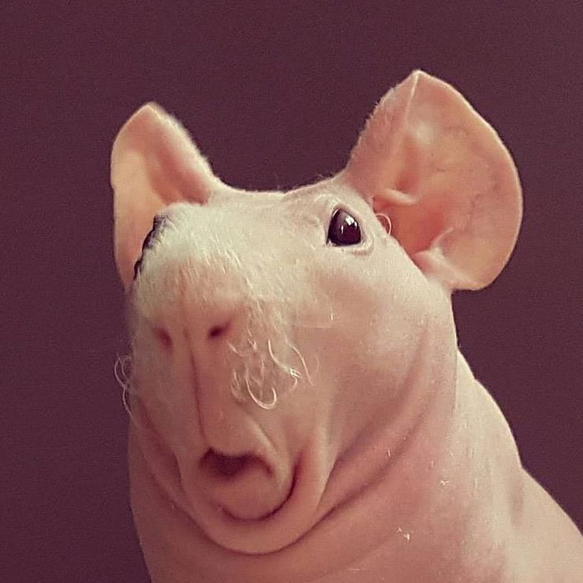 Pin auf Bestes Meerschweinchen-Brett, haarlose Ratten HD-Handy-Hintergrundbild