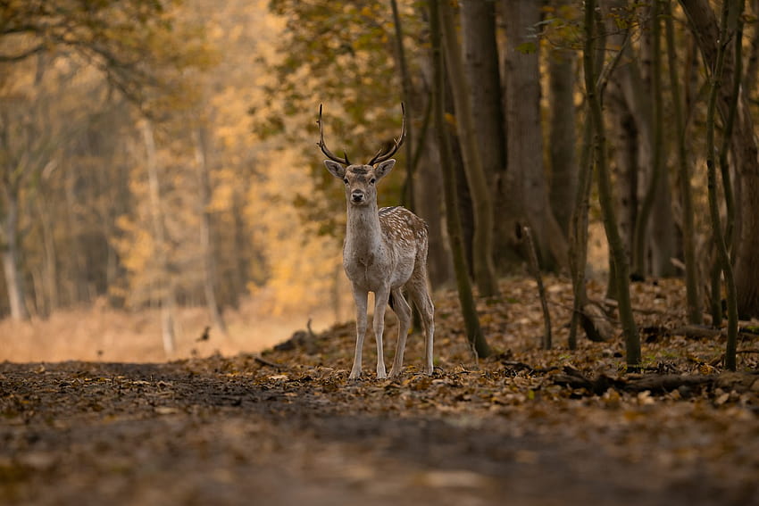 Fallow Deer Animal Forest HD wallpaper