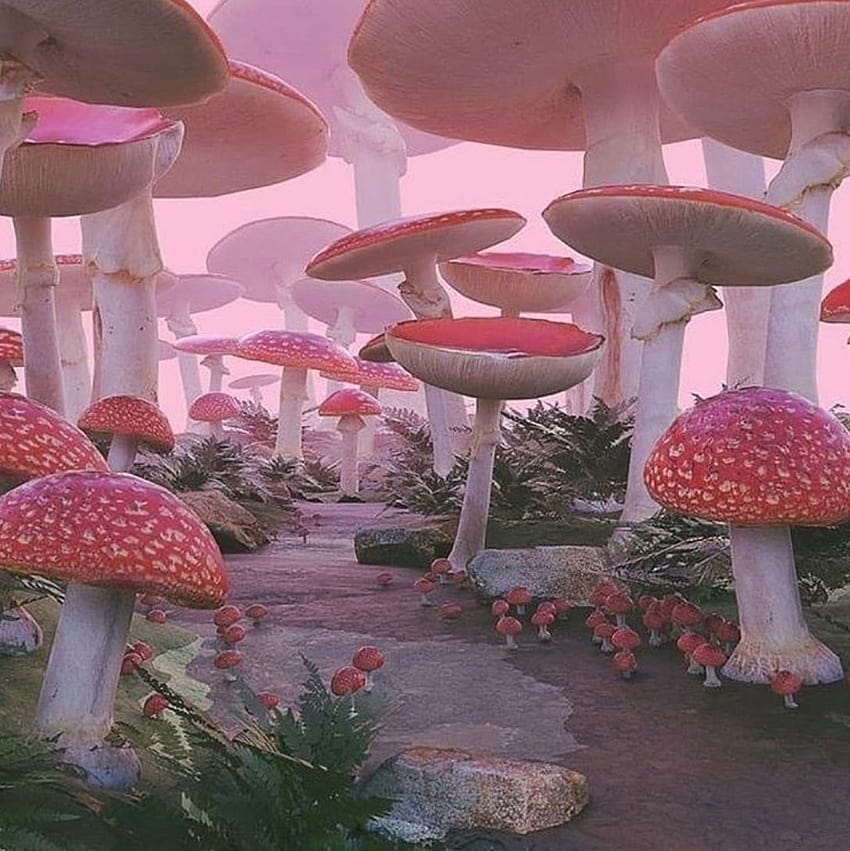 Tuwinki Mannitas on  cottagecore  weirdcore mushrooms HD phone wallpaper   Pxfuel
