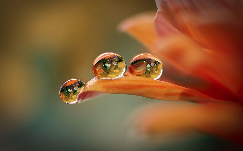 Flowers Droplets One 1920×1200, Meerwassertröpfchen HD-Hintergrundbild