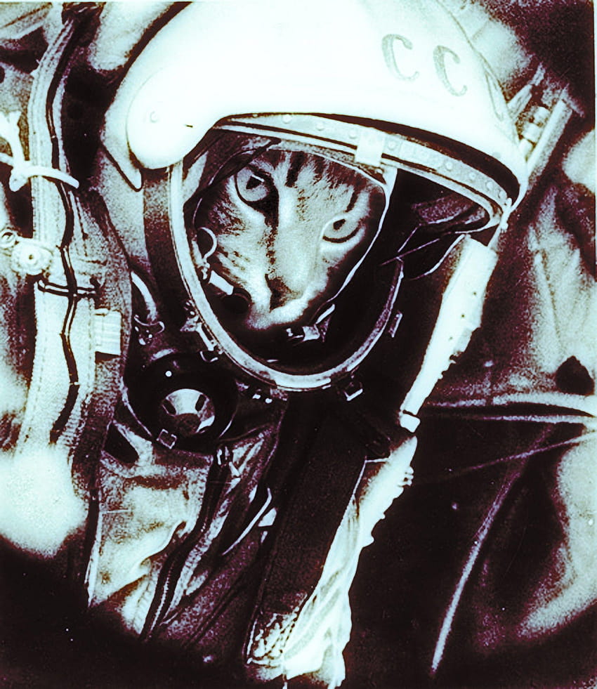 宇宙、猫、ユーモア、宇宙飛行士、ソ連、ユーリ・ガガーリン、宇宙飛行士 HD電話の壁紙