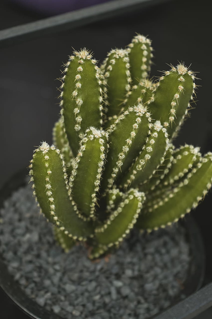 green candelabra cactus, cactus, cactus plant, exotic, growth, closeup cactus plant nature flowers HD phone wallpaper