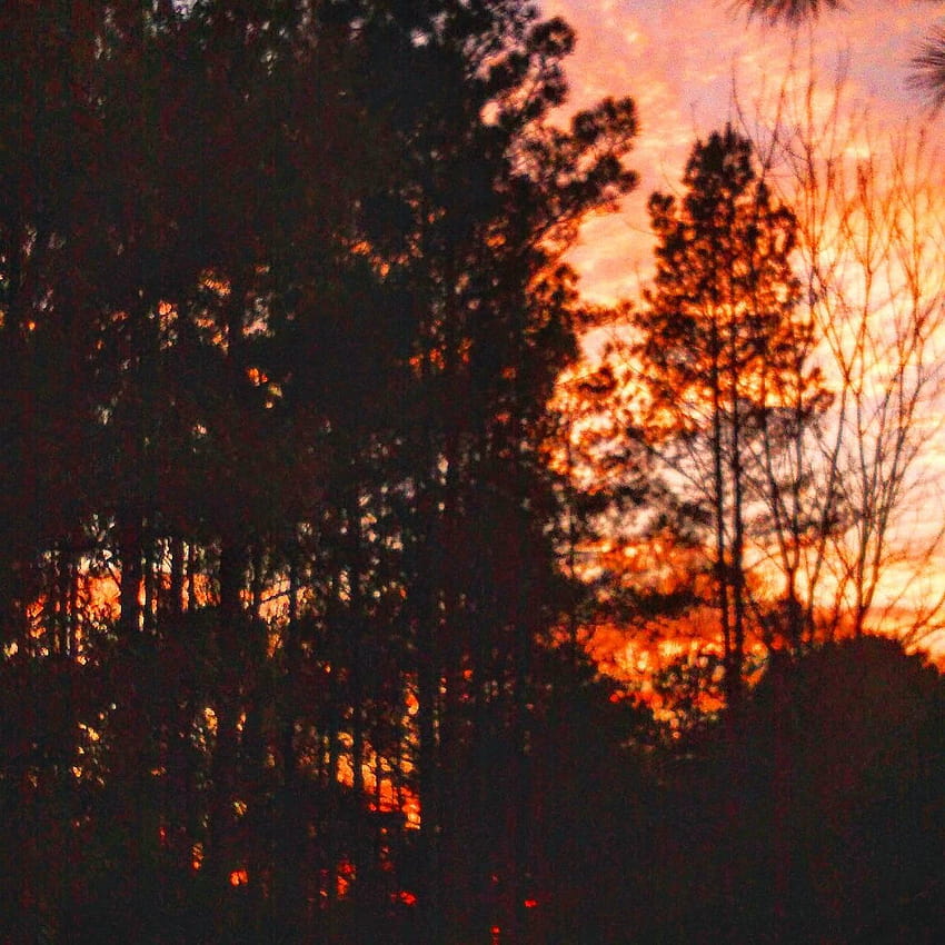 Sunset in the pines by JTrae5000, sunset behind the pines HD phone wallpaper