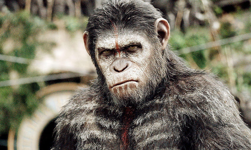 CAESAR PLANET OF THE APES HD wallpaper | Pxfuel